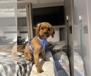 Father of the Cavapoo puppies born on 05/31/2025