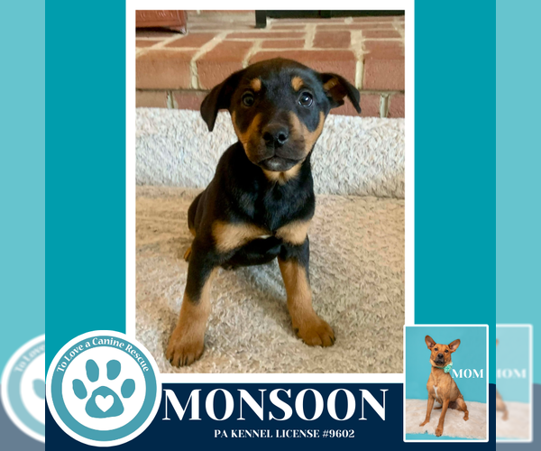 Medium Photo #8 Labrador Retriever-Unknown Mix Puppy For Sale in Kimberton, PA, USA