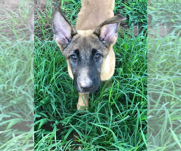 Medium Photo #10 German Shepherd Dog-Unknown Mix Puppy For Sale in Imlay City, MI, USA