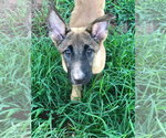 Small #9 German Shepherd Dog Mix