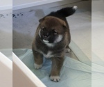 Small #3 Shiba Inu