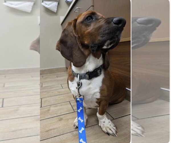 Medium Photo #4 Basset Hound Puppy For Sale in Brookville, OH, USA