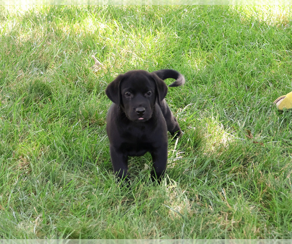 Medium Photo #4 Labrador Retriever Puppy For Sale in SYRACUSE, IN, USA