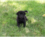 Small #3 Labrador Retriever