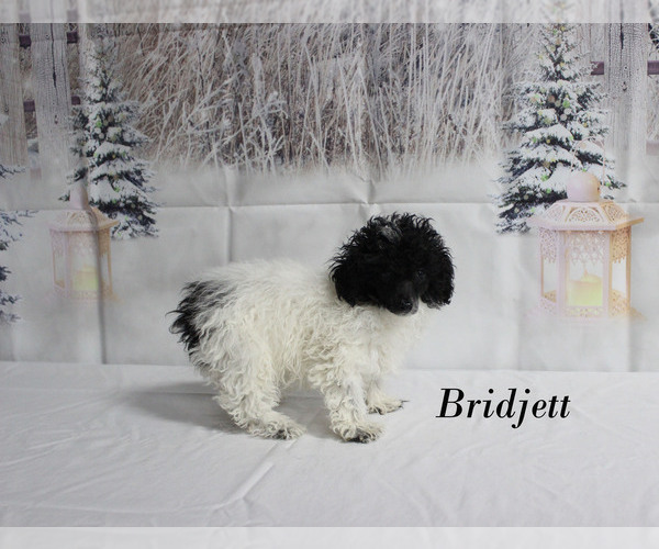 Medium Photo #28 Poodle (Toy) Puppy For Sale in CHANUTE, KS, USA