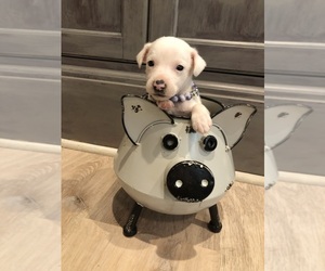 Medium Jack Russell Terrier