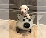 Puppy Girl 2 Dot Jack Russell Terrier