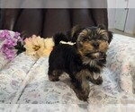 Puppy Caroline Yorkshire Terrier
