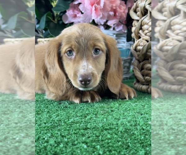 Medium Photo #4 Dachshund Puppy For Sale in CANOGA, NY, USA