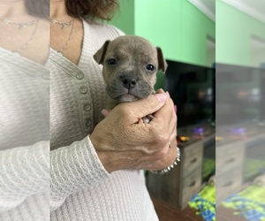 Medium American Staffordshire Terrier