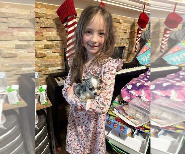 Medium Photo #6 Chihuahua Puppy For Sale in NEWVILLE, PA, USA