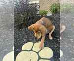 Small #2 Mutt