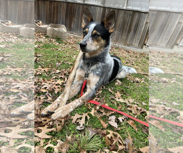 Medium Photo #5 Mutt Puppy For Sale in Garden City, NY, USA