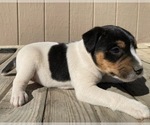 Puppy Male 1 Parson Russell Terrier