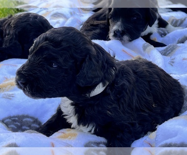 Medium Photo #11 Portuguese Water Dog Puppy For Sale in RIGBY, ID, USA