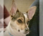 Small #4 Rat Terrier