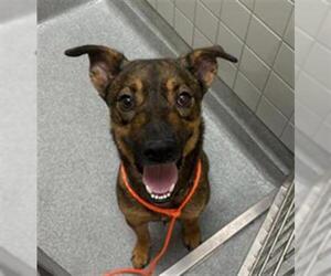 German Shepherd Dog-Unknown Mix Dogs for adoption in Orange, CA, USA