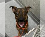 ROMEO - Male German Shepherd Dog-Unknown Mix Dog for Adoption - Small photo