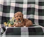 Small Photo #4 Bichpoo Puppy For Sale in NEW HOLLAND, PA, USA