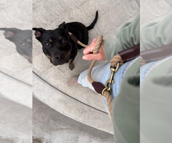 Medium Photo #2 American Pit Bull Terrier-American Staffordshire Terrier Mix Puppy For Sale in San Diego, CA, USA