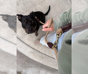 Biscuit - Female American Pit Bull Terrier-American Staffordshire Terrier Mix Dog for Adoption - Photo #2