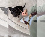 Small Photo #2 American Pit Bull Terrier-American Staffordshire Terrier Mix Puppy For Sale in San Diego, CA, USA