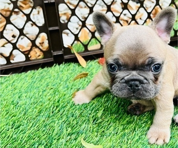 Medium Photo #7 French Bulldog Puppy For Sale in TAMPA, FL, USA