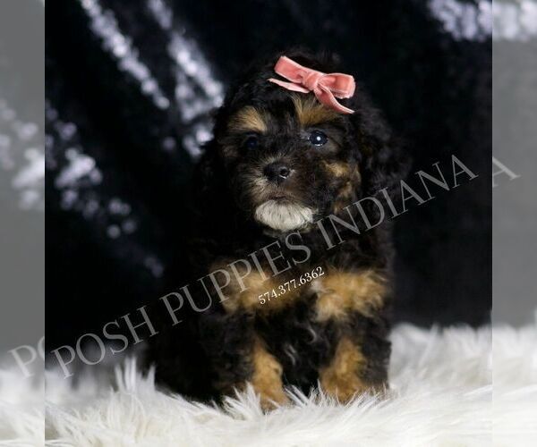 Medium Photo #6 Poodle (Toy) Puppy For Sale in WARSAW, IN, USA