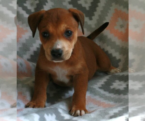 Medium Photo #10 Feist Terrier-Labrador Retriever Mix Puppy For Sale in Attalka, AL, USA