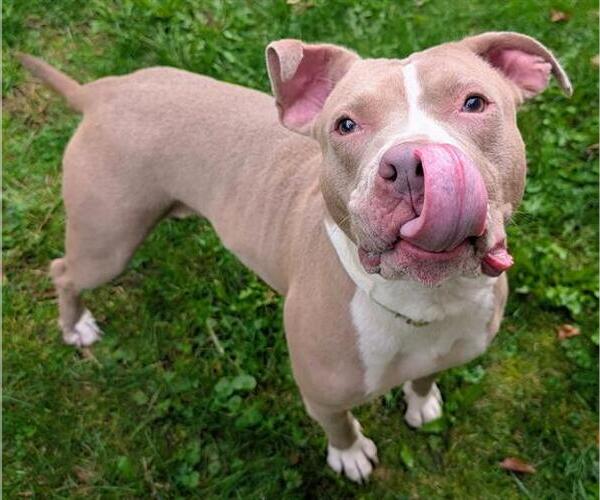 Medium Photo #1 Staffordshire Bull Terrier Puppy For Sale in Akron, OH, USA