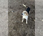 Small American Foxhound Mix