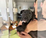 Small #8 American Staffordshire Terrier Mix