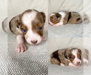 Miniature Australian Shepherd Puppy for sale in BROOKER, FL, USA