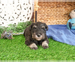 Small #8 Schnauzer (Miniature)