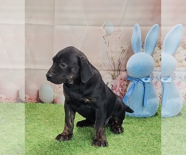 Medium Photo #13 Catahoula Leopard Dog Puppy For Sale in CUMBY, TX, USA