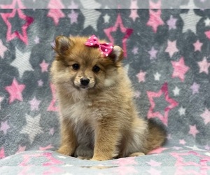 Pomeranian Puppy for sale in LAKELAND, FL, USA