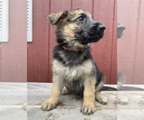 Medium Photo #1 German Shepherd Dog Puppy For Sale in MC CLURE, PA, USA