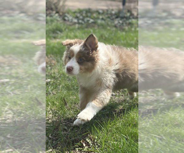 Medium Photo #8 Australian Shepherd Puppy For Sale in SANDUSKY, OH, USA