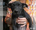 Small #2 Labrador Retriever Mix