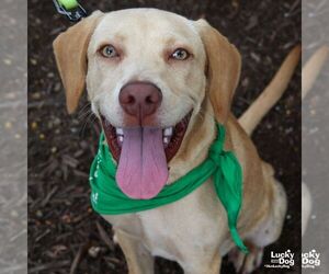 Labrador Retriever-Retriever Mix Dogs for adoption in Washington, DC, USA