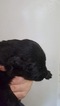 Small Photo #1 Belgian Sheepdog Puppy For Sale in HARRISBURG, IL, USA