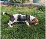 Small #5 Basset Hound