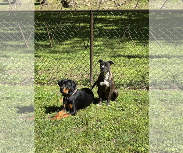 Medium Photo #3 Boxer-Unknown Mix Puppy For Sale in Holly Springs, NC, USA