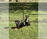 Small #2 Boxer Mix