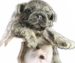 Small Photo #4 Shih Tzu Puppy For Sale in HAYWARD, CA, USA