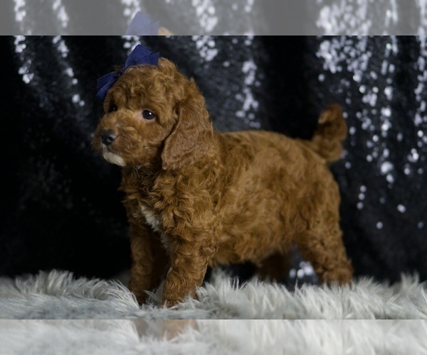 Medium Photo #7 Goldendoodle (Miniature) Puppy For Sale in WARSAW, IN, USA