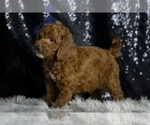 Small Photo #7 Goldendoodle (Miniature) Puppy For Sale in WARSAW, IN, USA