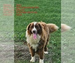 Small Photo #19 Australian Shepherd Puppy For Sale in FLEMINGSBURG, KY, USA