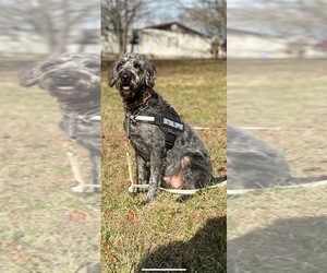 Labradoodle Puppy for sale in MOCKSVILLE, NC, USA