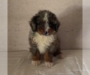 Bernedoodle Puppy for sale in FREDONIA, PA, USA
